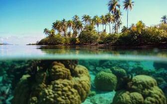 Wallpaper Underwater Ocean Palm Island Reef Desktop