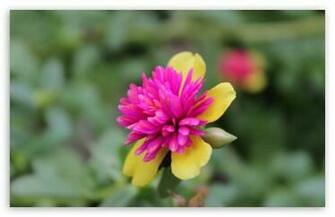Garden Flower HD Wallpaper For Standard Fullscreen Uxga Xga