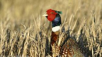 Hi Res Bird And Nature Wallpaper South Dakota Birds