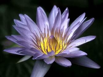 Exotic Flowers Popular