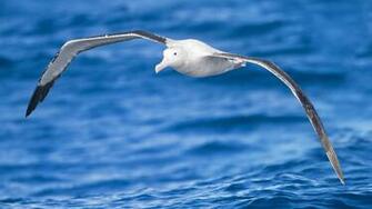 Albatross Wallpaper And Background Image Net