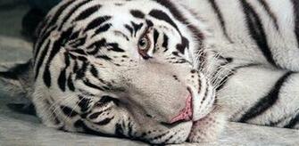 White Tiger Live Wallpaper HD