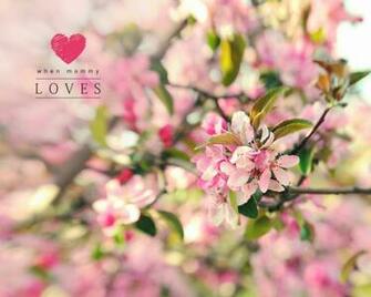 Peach Blossom Wallpaper Mommy Loves