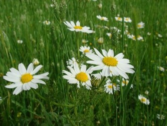Best And Beautiful Spring Flowers Wallpaper For Desktop Mobiles