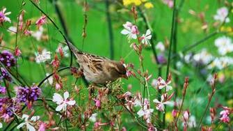 Bird Wallpaper 1440x Jpg