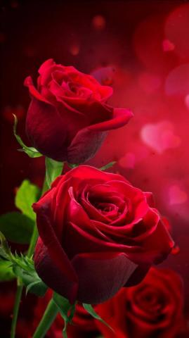 Rose Wallpaper Background For