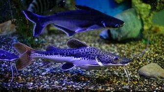 Aquarium Wallpaper Desktop X