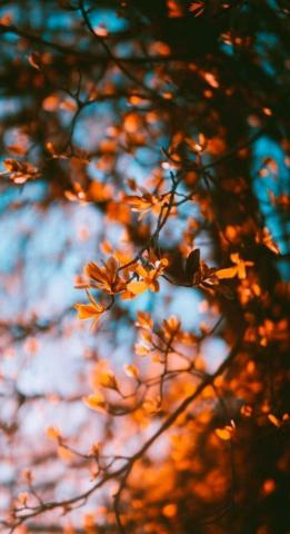Fall Wallpaper Decor Decorations Hair