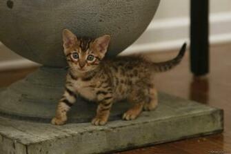 Bengal Cat Wallpaper HD