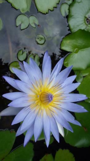 For Apple iPhone Wallpaper With Natural Lotus Flower Photo