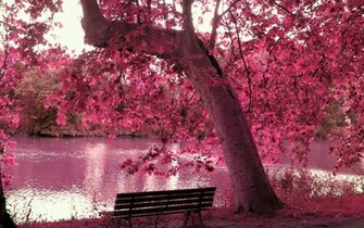 Spring Season Cherry Blossom Wallpaper