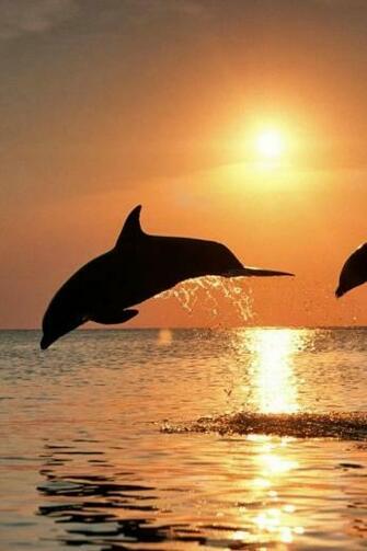 Dolphin Sunset Live Wallpaper Screenshot