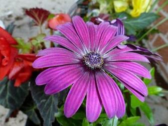 Flower Pot Wallpaper