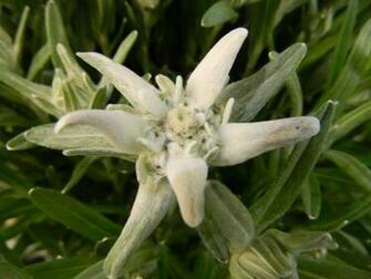 Edelweiss Wallpaper Flower Dreams