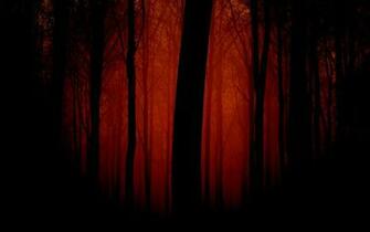 Dark Scary Forest Widescreen Nature Wallpaper For Your Phone Trees