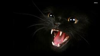 Black Cat Background Image