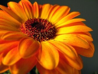 Beautiful Wallpaper Gerbera And Daisy Flower