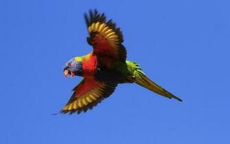 Rainbow Lorikeet Computer Wallpaper Desktop Background Bird