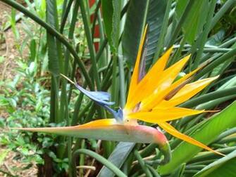 Bird Of Paradise Flower More Wallpaper World Beauty