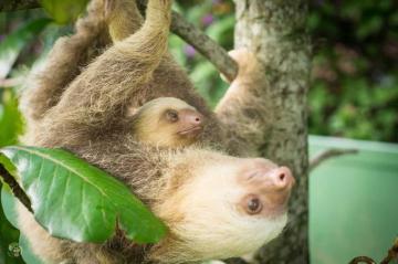 Slothy Sunday Latte And Chispa A Story Of Sloth Love