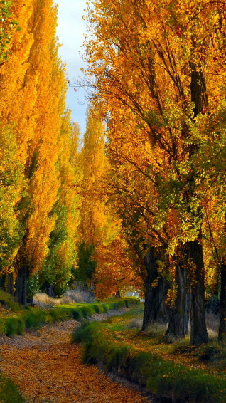 Fall Cell Phone Wallpaper HD