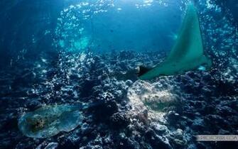 The Most Beautiful And Colorful Aquatic Sea Creatures Life Wallpaper
