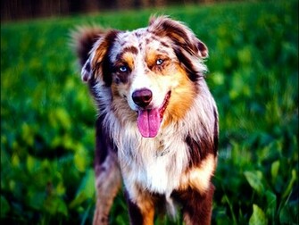 Australian Shepherd Wallpaper