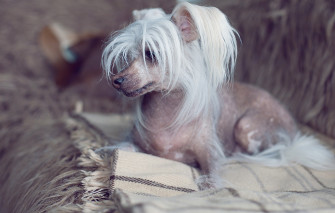 Wallpaper Dog Lies Chinese Crested Image For Desktop Section