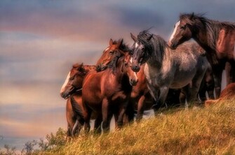 Wallpaper Horses Field As Taboo Animals