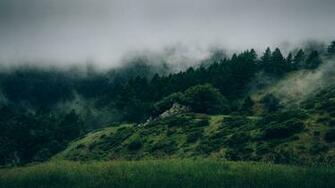 Wallpaper Forest 5k 4k 8k Mist Hills Fog Nature