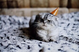 Funny BirtHDay Cat Desktop Wallpaper