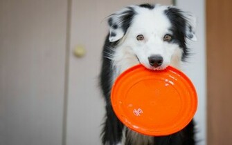 Funny Dog Wallpaper High Definition Quality Widescreen