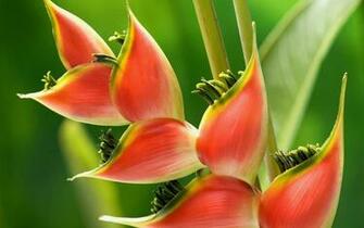 Beautiful Plant Wallpaper And Image Pictures Photos