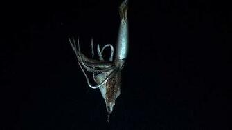 Giant Squid Wallpaper High Definition