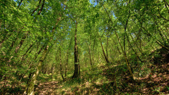 Nature Wallpaper