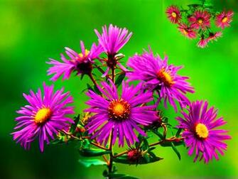New England Asters Nature Flowers Wallpaper S