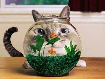 Funny Aquarium Wallpaper Animal