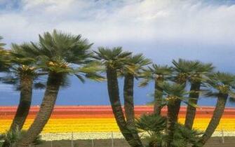 Widescreen Wallpaper