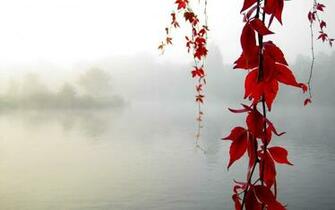 Nature Red Leaves Fog Hanging Vines Wallpaper