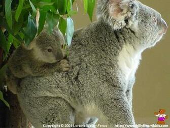 Koala Baby Wallpaper Desktop