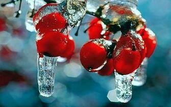 Snow Frost Red Berries Fruits Rosehips Icicles Wallpaper Background