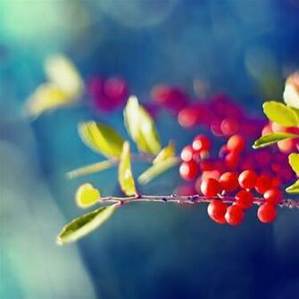 Red Berries Branch iPad Air Wallpaper iPhone