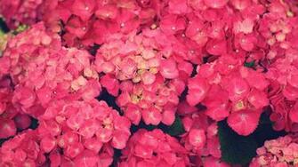 Pink Flowers Desktop Pc And Mac Wallpaper
