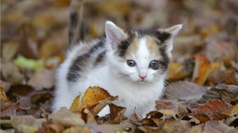 Wallpaper Cats Of Cat