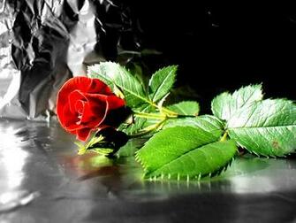 Love Quotes HD Roze Wallpaper