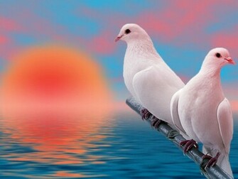 Animals Pictures White Dove Background Wallpaper For Your Computer