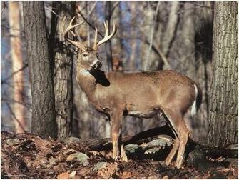 Deer Wallpaper Pictures Photos And Background
