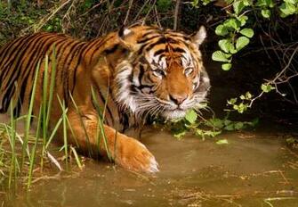 Hunting Wallpaper Tiger