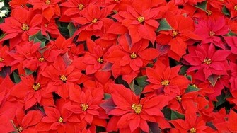 Mlewallpaper Red Poinsettias