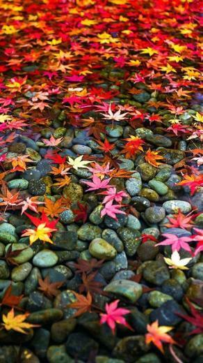 Fall Leaves iPhone Wallpaper For Autumn Trubox